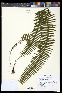 Pecluma pectinata image