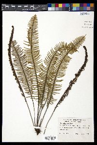 Polypodium pectinatum image