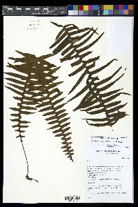 Pecluma pectinata image