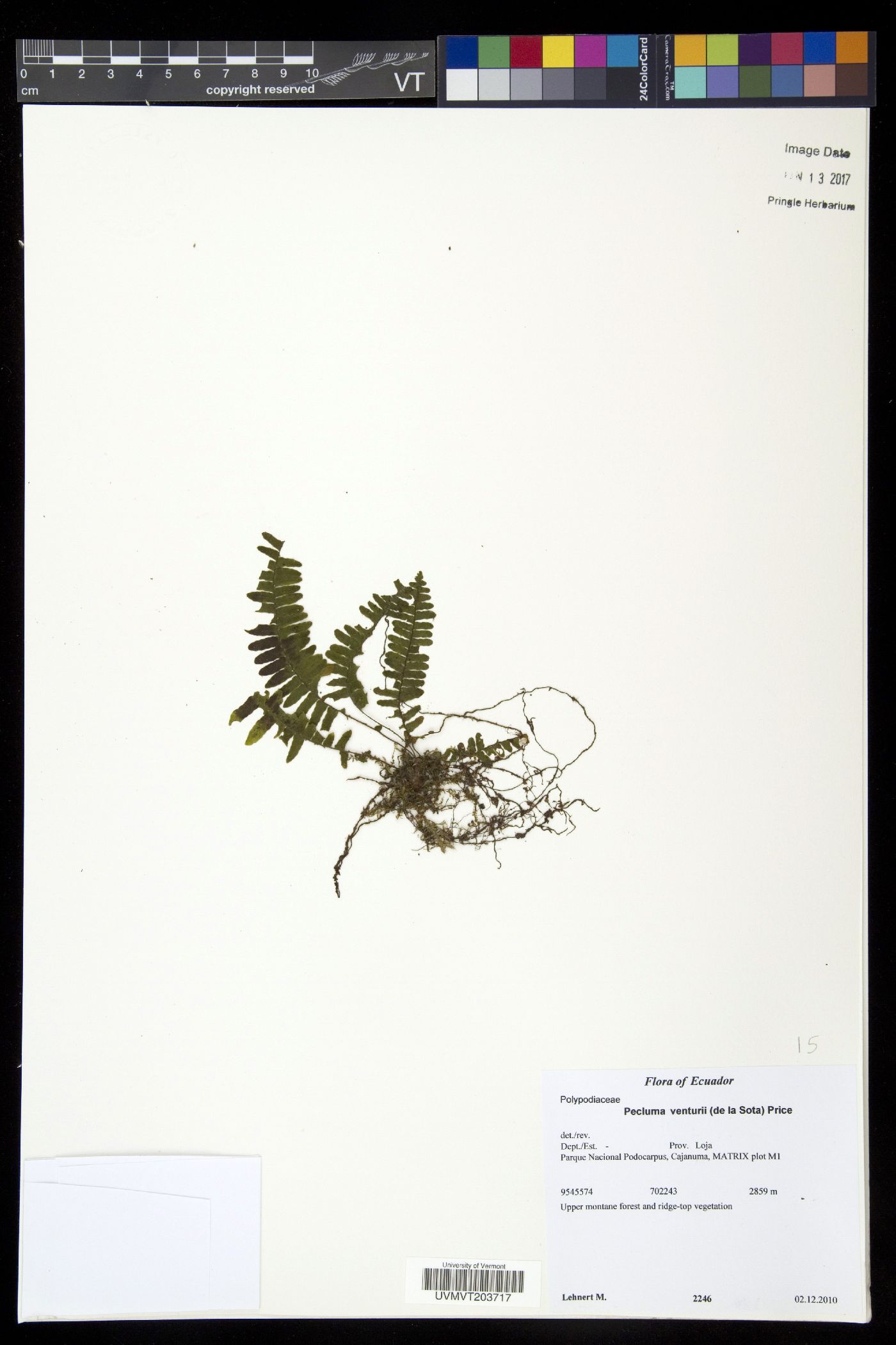Pecluma venturii image
