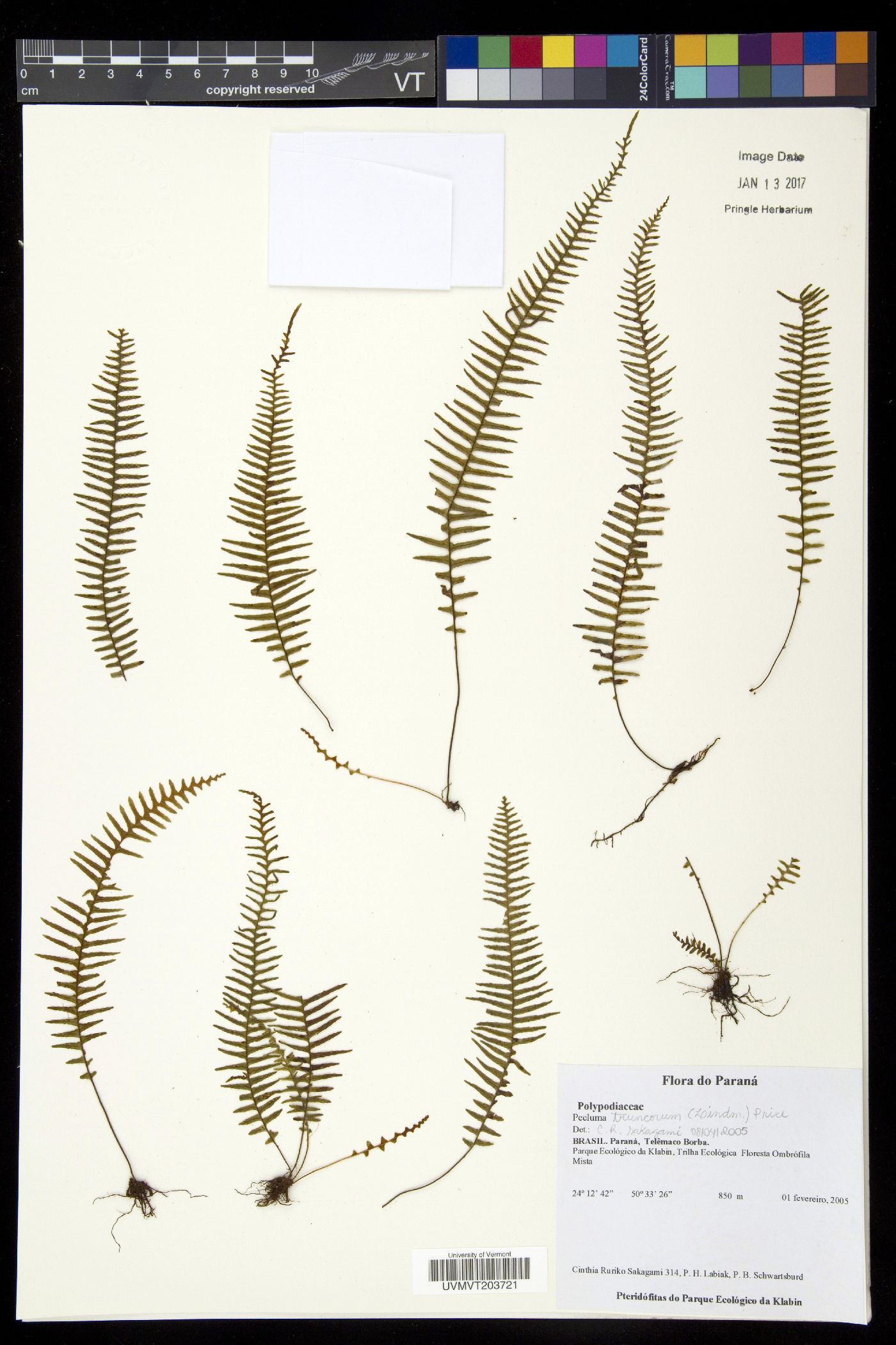 Pecluma truncorum image