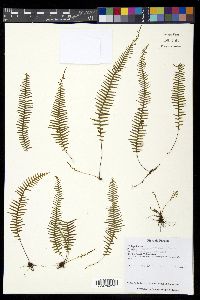 Pecluma truncorum image