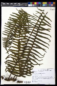 Pecluma robusta image
