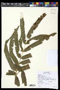 Polypodium pleurosorum image