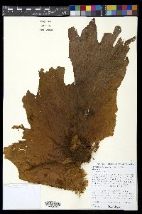 Platycerium bifurcatum image