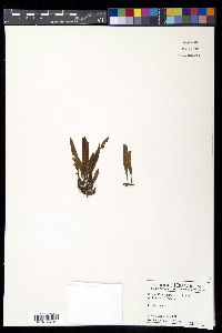 Pleopeltis astrolepis image
