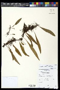 Pleopeltis astrolepis image