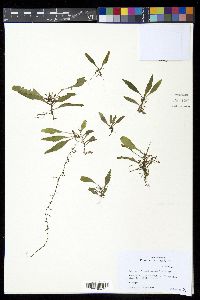 Pleopeltis bradeorum image
