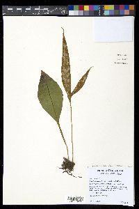 Pleopeltis bradeorum image