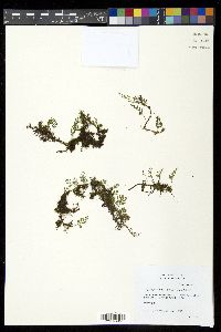 Pleopeltis fallax image