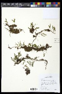 Pleopeltis fallax image