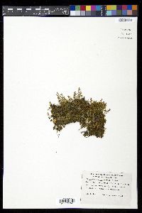 Pleopeltis fallax image
