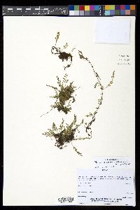 Pleopeltis fallax image