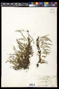 Pleopeltis fallax image