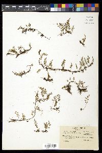 Pleopeltis fallax image