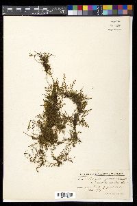 Pleopeltis fallax image