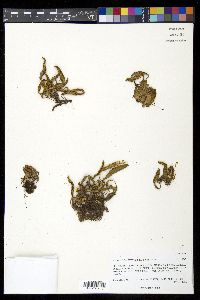 Pleopeltis polylepis var. erythrolepis image