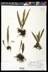 Pleopeltis crassinervata image