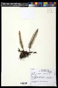 Pleopeltis hirsutissima image