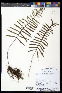 Pleopeltis madrensis image