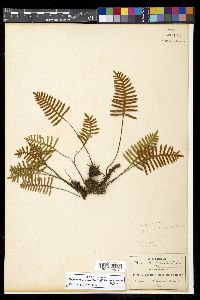 Pleopeltis madrensis image