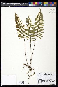Pleopeltis madrensis image