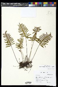 Pleopeltis madrensis image