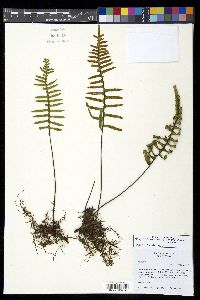 Pleopeltis madrensis image