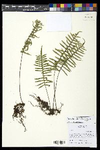 Pleopeltis madrensis image