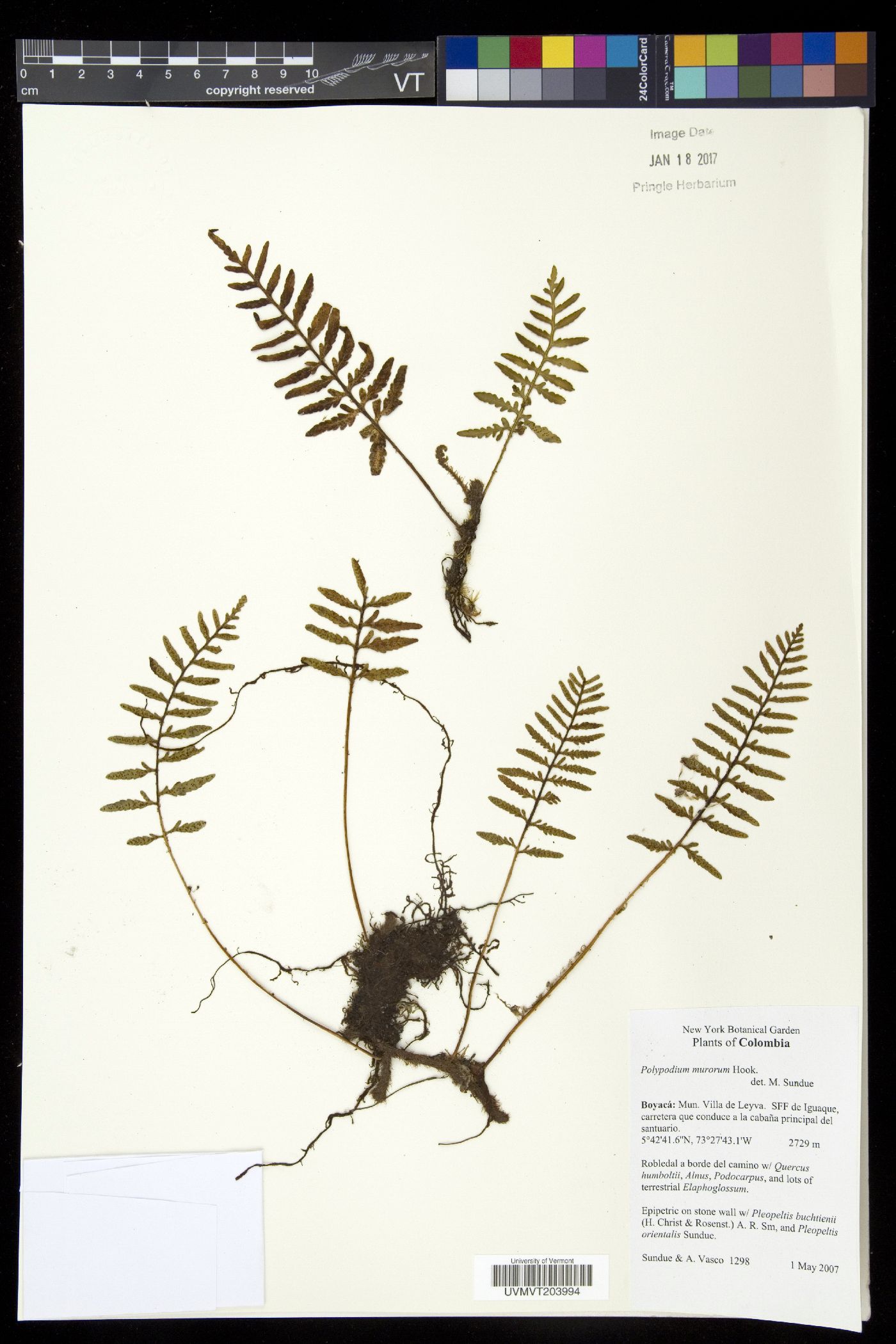 Polypodium murorum image