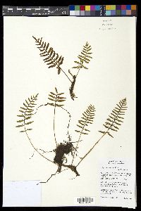 Polypodium murorum image