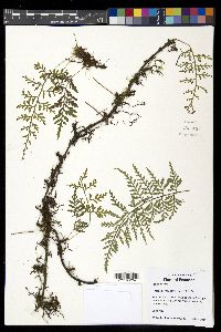 Pleopeltis monosora image