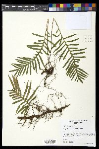 Pleopeltis plebeia image