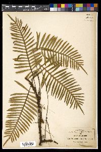 Pleopeltis plebeia image