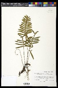Pleopeltis plebeia image