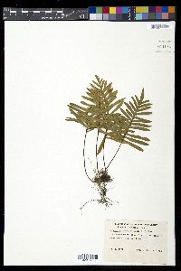 Pleopeltis plebeia image