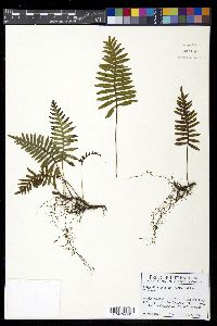 Pleopeltis plebeia image