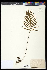 Pleopeltis plebeia image