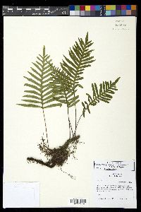 Pleopeltis plebeia image