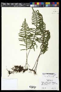 Pleopeltis plebeia image