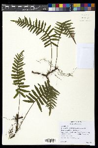 Pleopeltis plebeia image