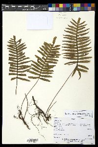 Pleopeltis plebeia image