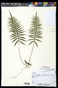 Pleopeltis plebeia image