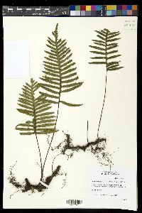 Pleopeltis plebeia image