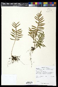 Pleopeltis plebeia image