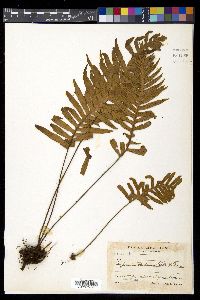 Pleopeltis plebeia image