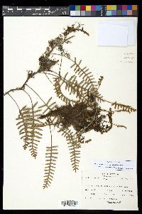 Pleopeltis polypodioides image