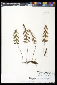 Pleopeltis polypodioides image