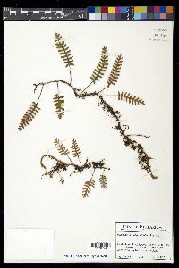 Pleopeltis polypodioides image