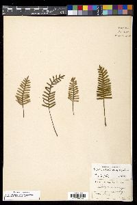 Pleopeltis polypodioides image